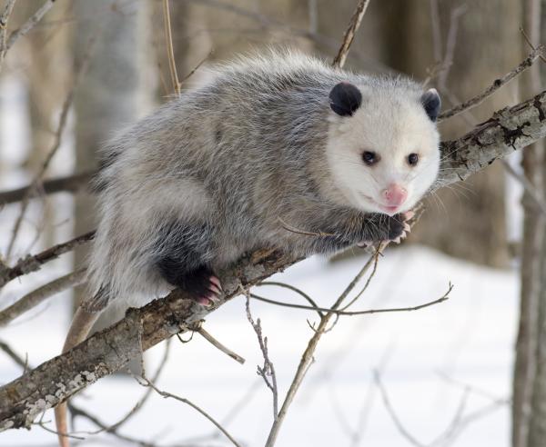 opossum 2