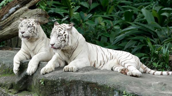 origins of the white tiger