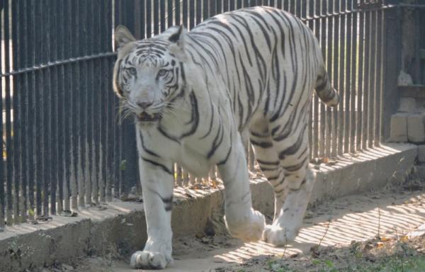 white tiger vijay delhi zoo
