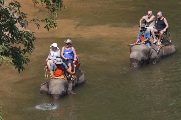 heres why you should never ride an elephant in thailand 1454697360
