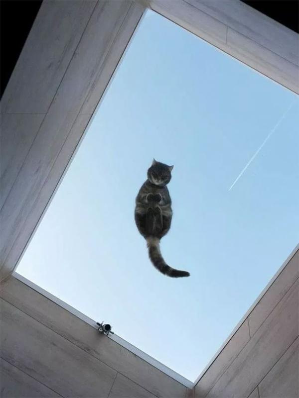 funny cats on glass 18 5c37545059013 605