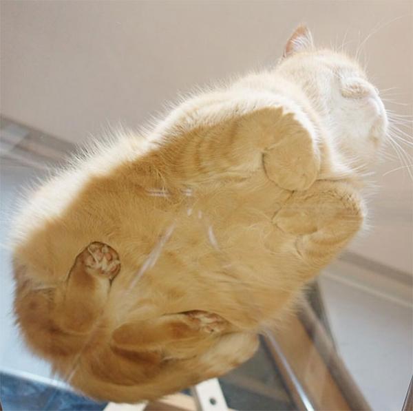 funny cats on glass 5 5c36f17734ffb 605