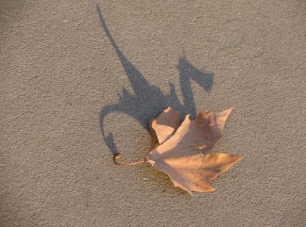 dragon shadow