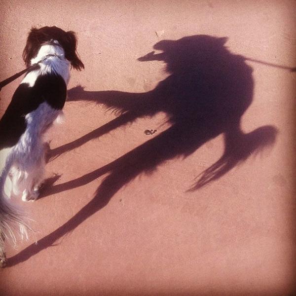 wolf shadow