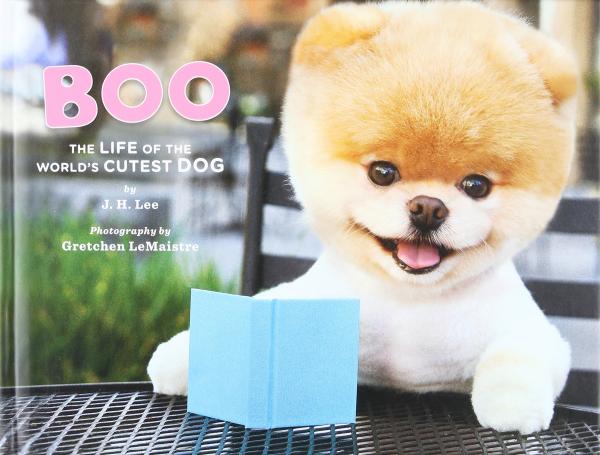 Boo - chú chó dễ thương nhất thế giới đã qua đời