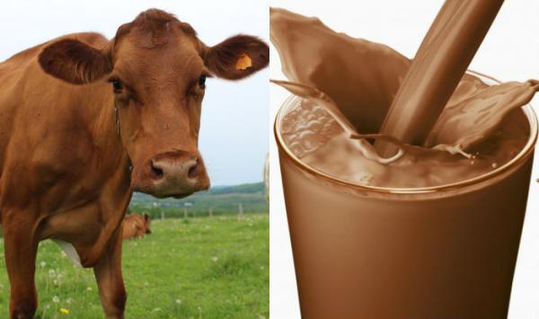 brown cows chocolate milk