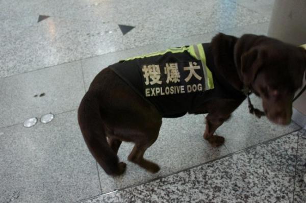 explosive dog