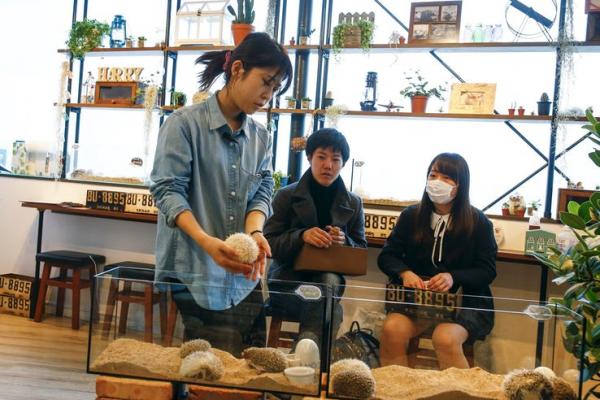 harry hedgehog cafe in tokyo japan