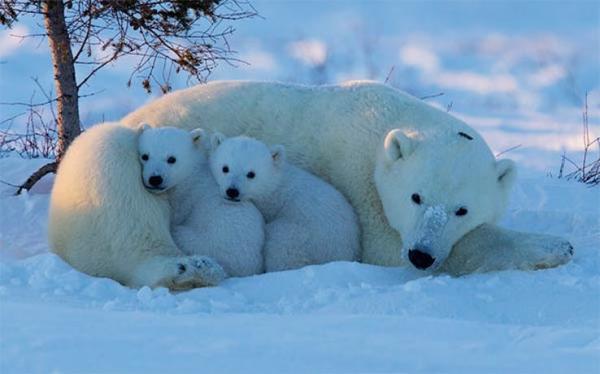 cuddling polar bears