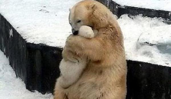 hugging polar bear