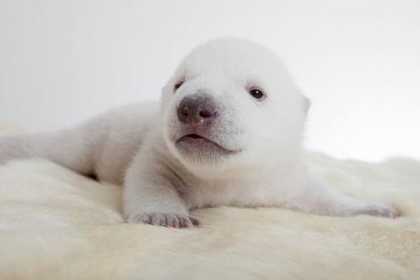 newborn polar bear