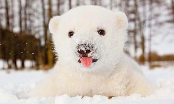 snowy polar bear