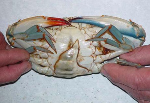 gynandromorph crab thumb2