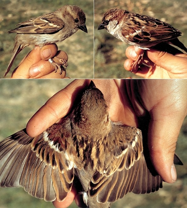 gynandromorph house sparrow tri thumb13