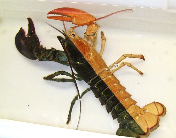 gynandromorph lobster 01 thumb7