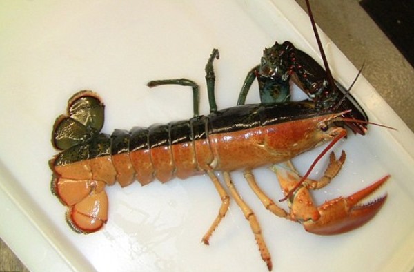 gynandromorph lobster 02 thumb9