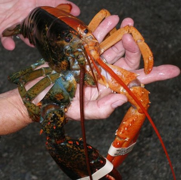 gynandromorph lobster thumb4