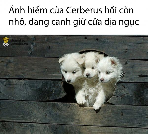 cerberus puppy 01