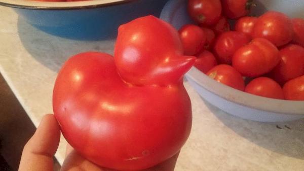 weird tomato
