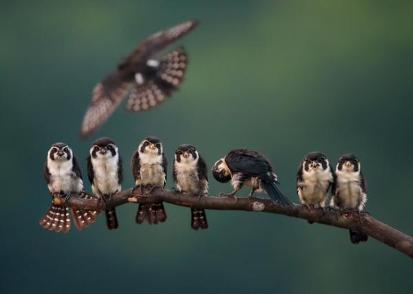 nhung-buc-anh-National Geographic Nature Photographer of the Year-anh12 nhung buc anh national geographic nature photographer of the year anh12