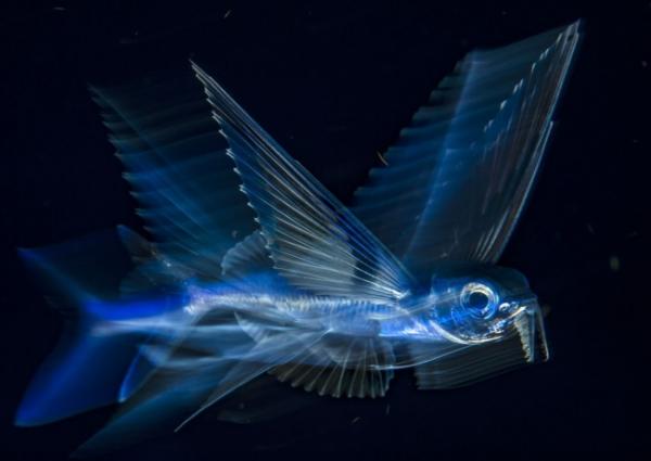 nhung-buc-anh-National Geographic Nature Photographer of the Year-anh14 nhung buc anh national geographic nature photographer of the year anh14
