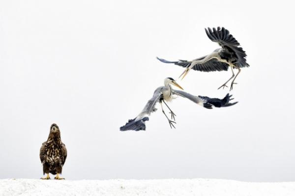 nhung-buc-anh-National Geographic Nature Photographer of the Year-anh8 nhung buc anh national geographic nature photographer of the year anh8