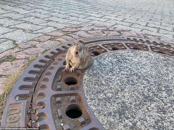 fat rat that got wedged in a manhole cover had to be freed by nine firefighters in germany