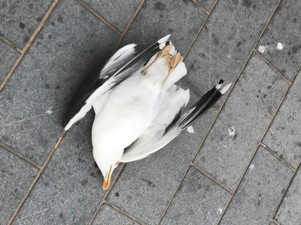 0 pay man kills seagull