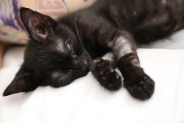 we fought one year to save our adopted black kitten shuri 5c7cf819f00e0 700
