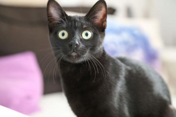 we fought one year to save our adopted black kitten shuri 5c7cf8f2e14c2 700