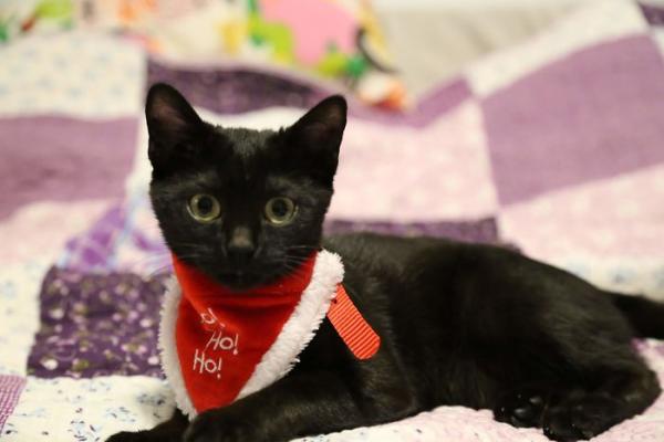 we fought one year to save our adopted black kitten shuri 5c7cfc5b7240f 700