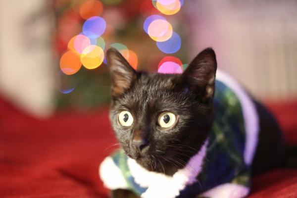 we fought one year to save our adopted black kitten shuri 5c7cfc8379397 700