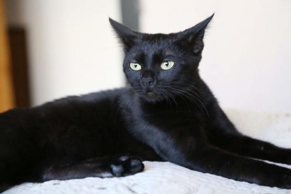 we fought one year to save our adopted black kitten shuri 5c7cfcf643c77 700