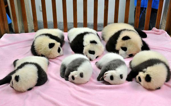 panda daycare nursery chengdu research base breeding 1