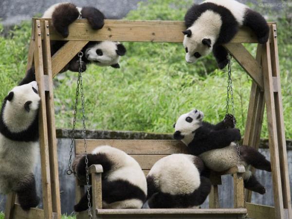 panda daycare nursery chengdu research base breeding 11
