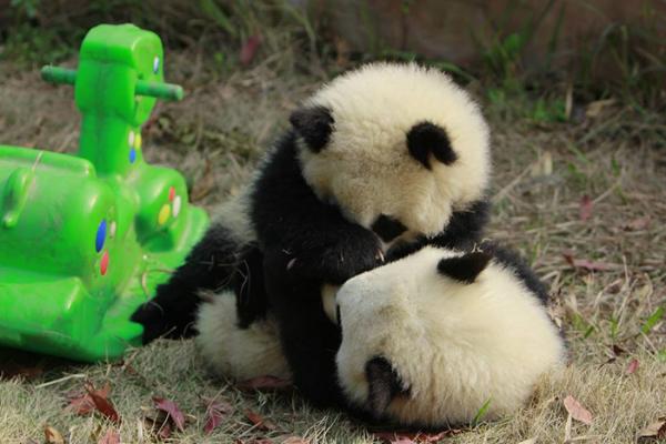 panda daycare nursery chengdu research base breeding 13