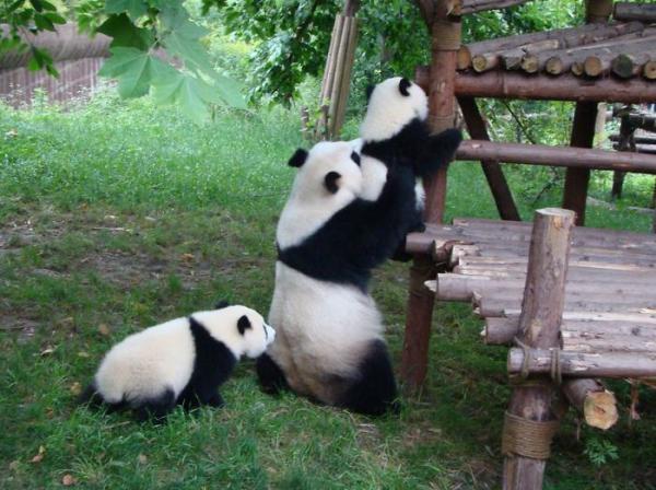 panda daycare nursery chengdu research base breeding 15