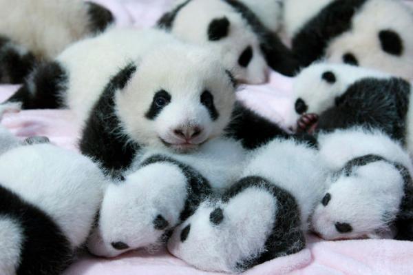panda daycare nursery chengdu research base breeding 16