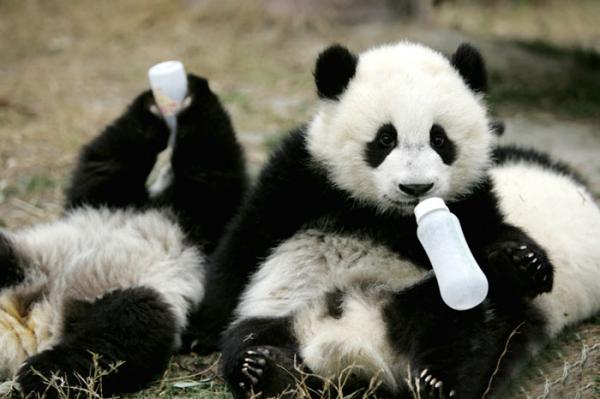 panda daycare nursery chengdu research base breeding 17