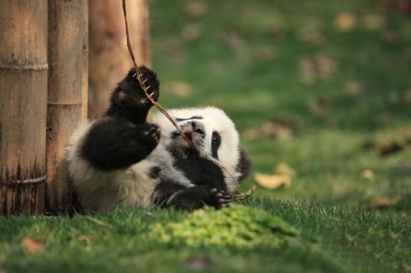 panda daycare nursery chengdu research base breeding 18