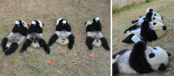 panda daycare nursery chengdu research base breeding 20 1