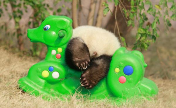 panda daycare nursery chengdu research base breeding 21