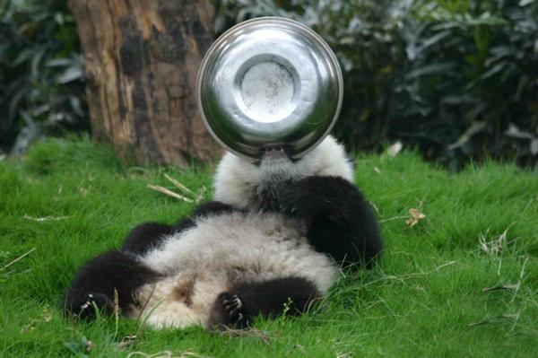 panda daycare nursery chengdu research base breeding 22