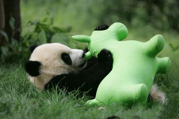 panda daycare nursery chengdu research base breeding 23