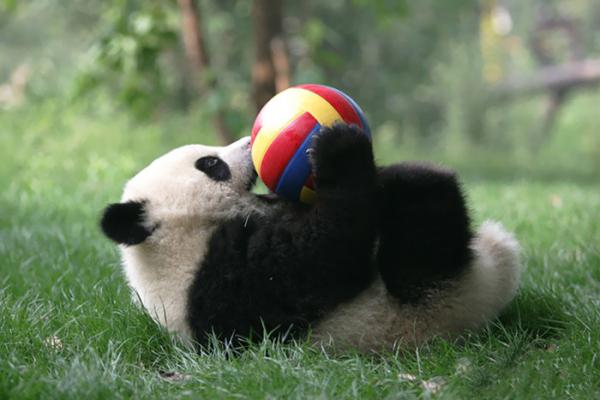 panda daycare nursery chengdu research base breeding 6
