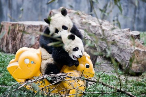 panda daycare nursery chengdu research base breeding 7