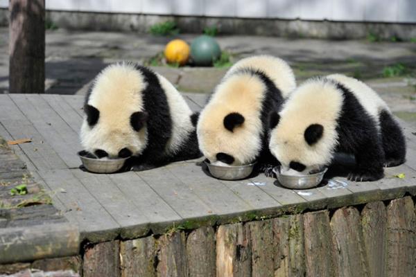 panda daycare nursery chengdu research base breeding 9
