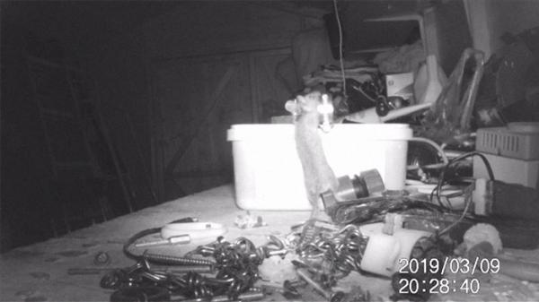 mouse tidying garden shed night pensioner discovered stephen mckears 5c91f998097e4 700