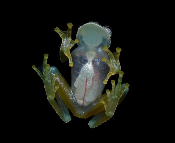 flickr ggallice glass frog 4 cropped e1553176926783