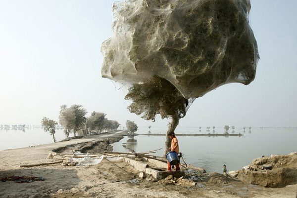 800px trees cocooned in spiders webs after flooding in sindh pakistan 5571181942 e1552923617201